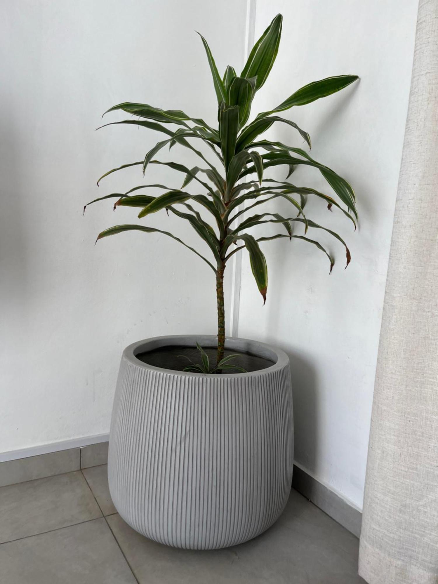 Cosy 2 Bedrooms Apts In Pereybere -Seasons Break Apartment بيريبير المظهر الخارجي الصورة
